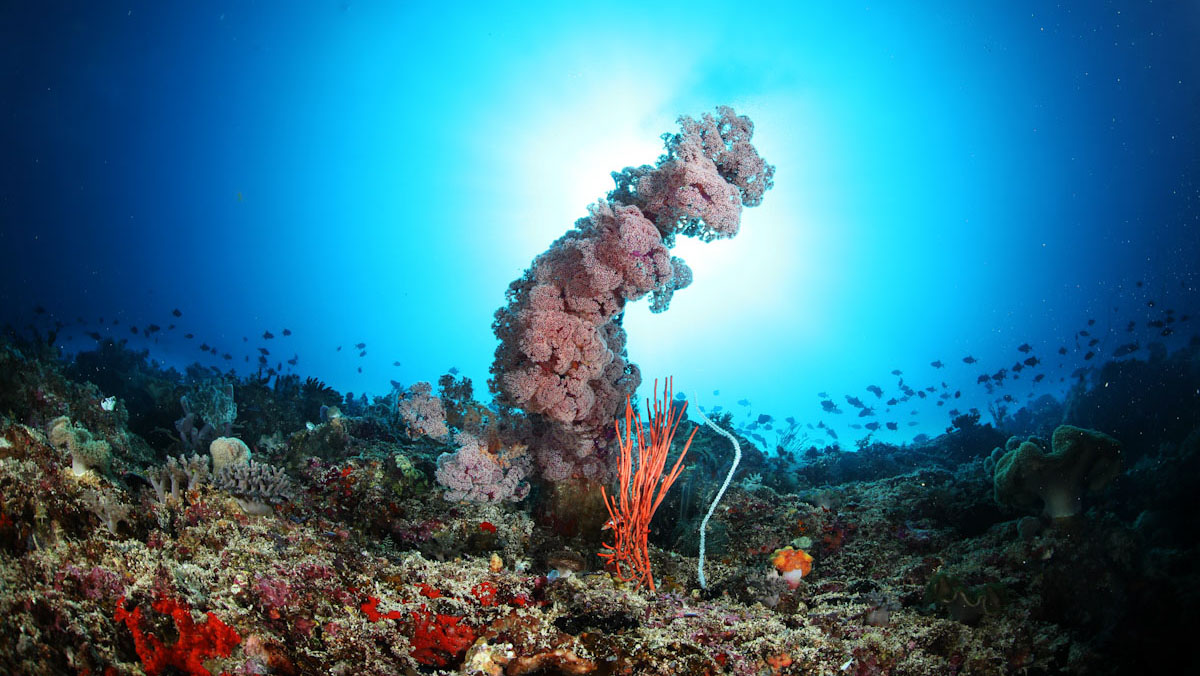Scuba diving in colourful coral formations of Forgotten Islands