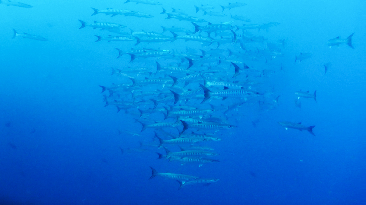 School of barracuda fish in Forgotten Islands of Indonesia