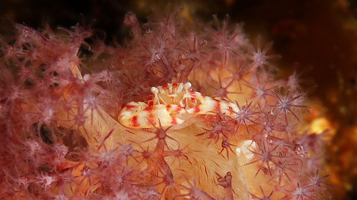 Soft coral crab in the reef of Forgotten Islands of Indonesia