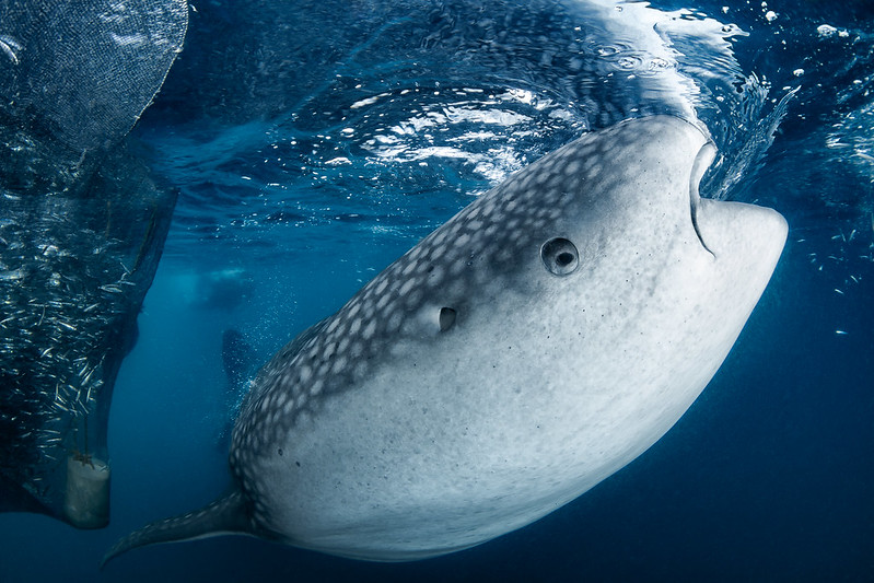 Whale Shark with Gaia Love dive cruises Indonesia