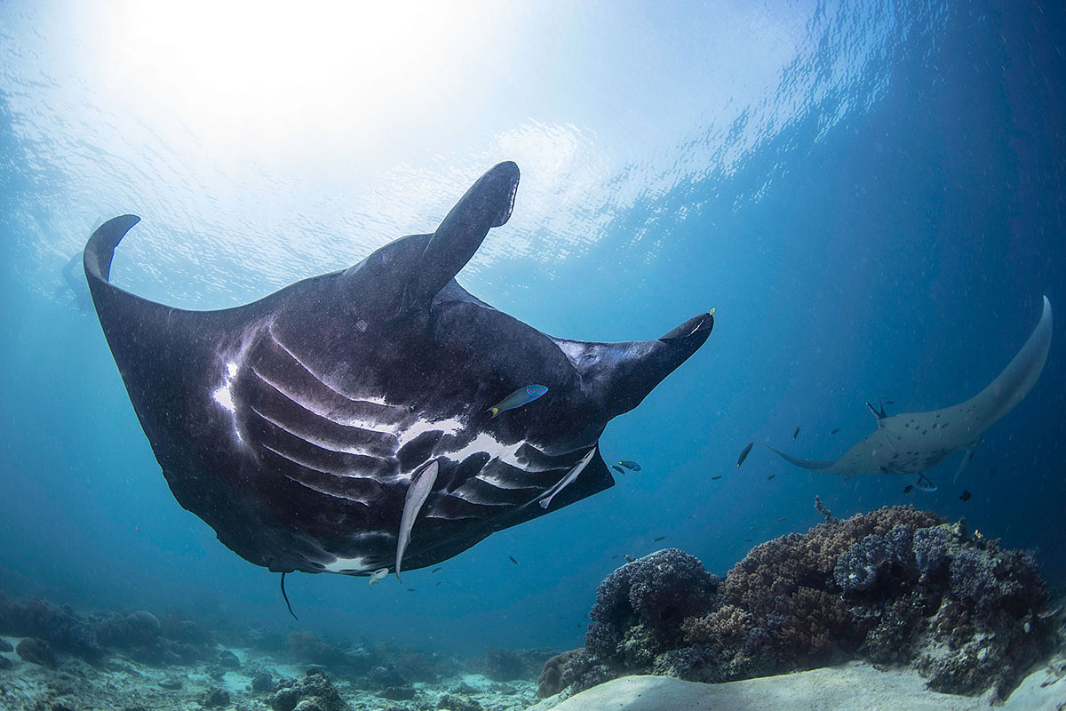 Manta dive in Indonesia with Gaia 