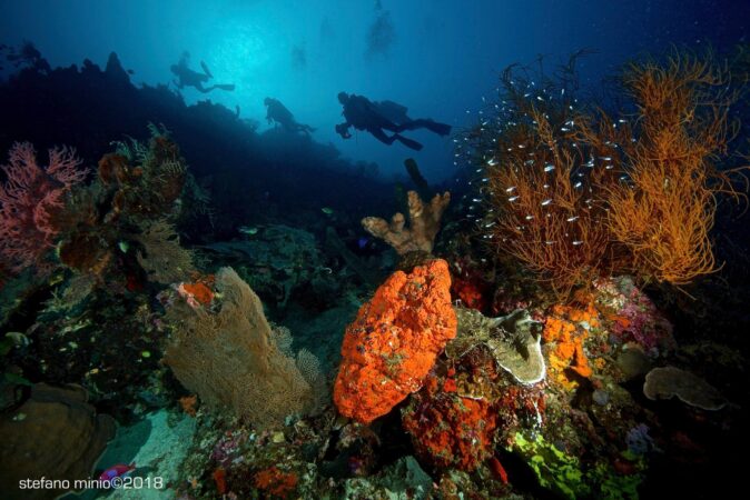 Divers in Halmahera pristine coral reefs