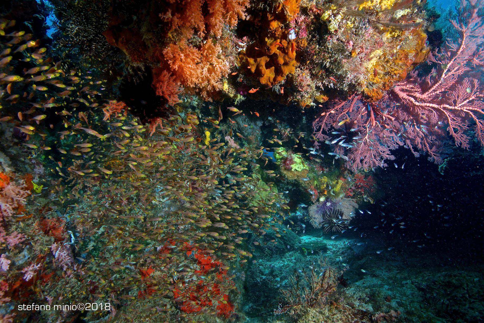 Halmahera coral reef and infinity of glassfish