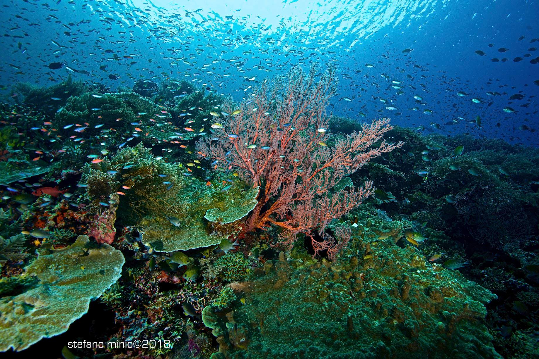 Colourful reef fishes in Halmahera