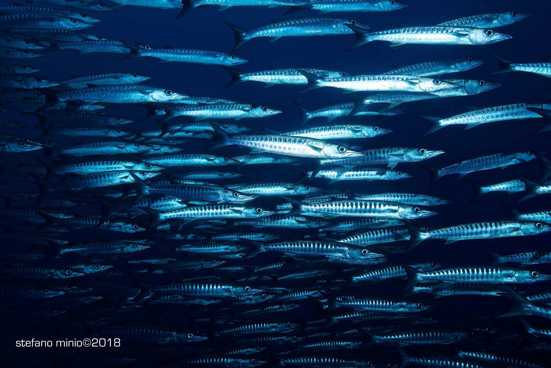 Big school of barracuda in Halmahera