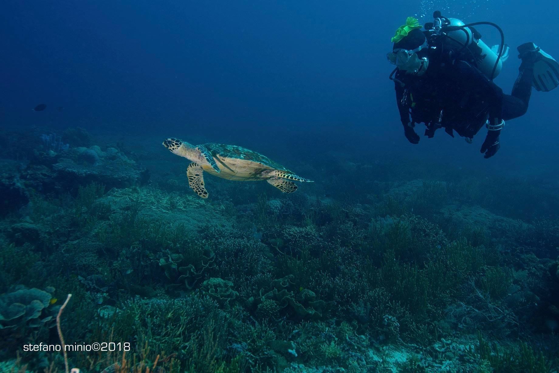 Diver and sea turtle in Halmahera