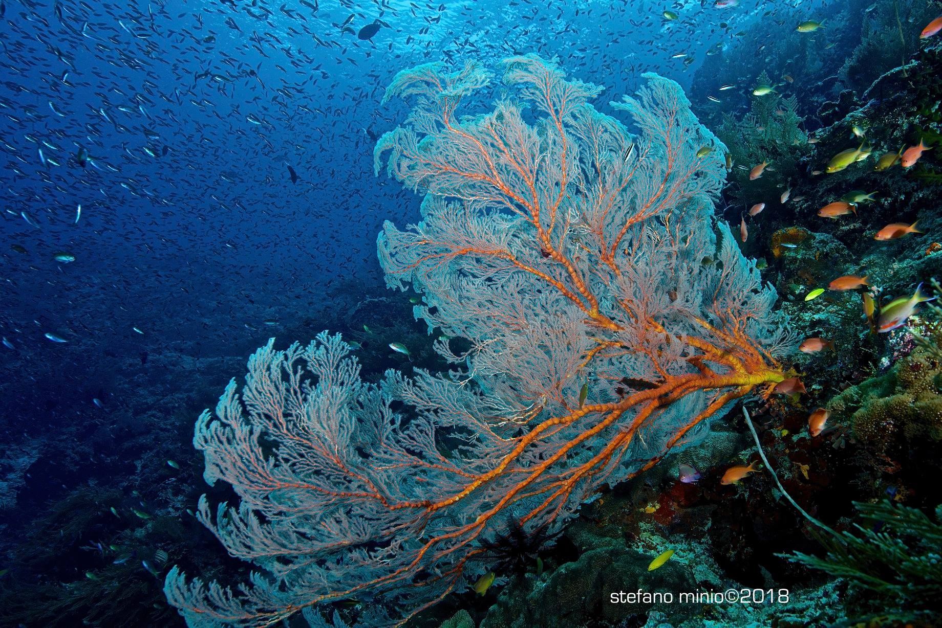Big gorgonia and lot of fish in Halmahera