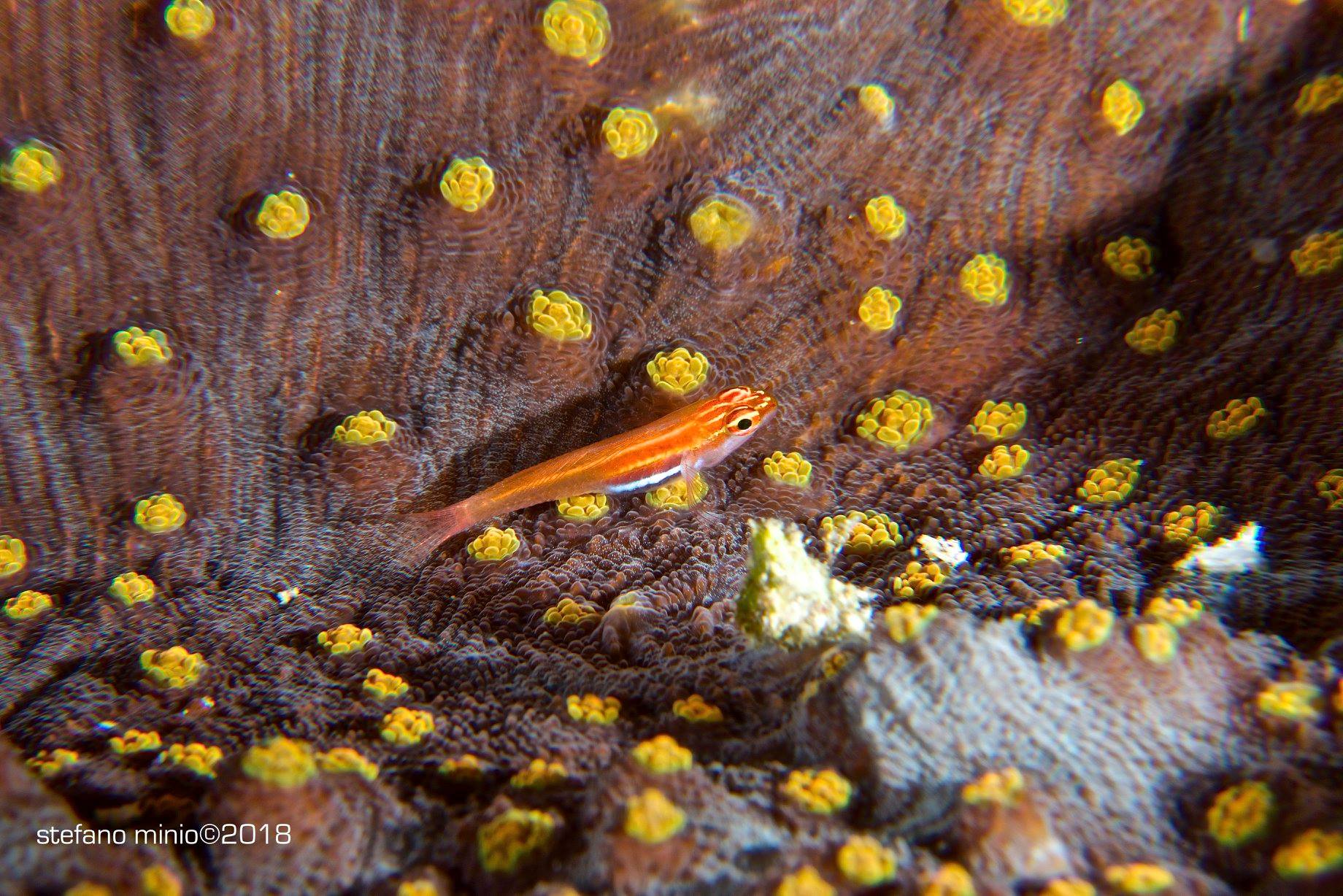 Golden neon pigmy goby in Halmahera