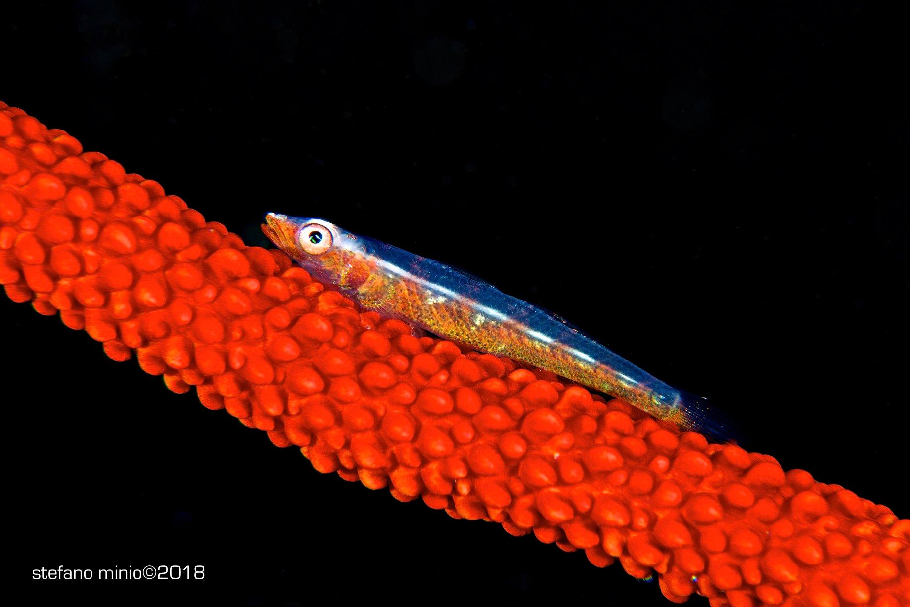 Coral fish in Halmahera