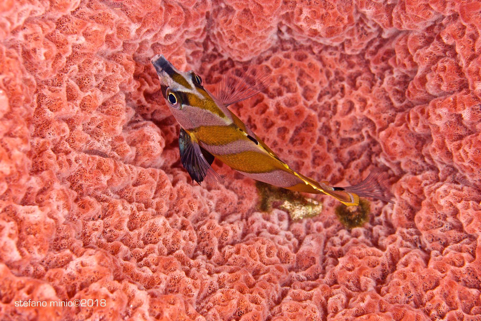 Coral fish in Halmahera