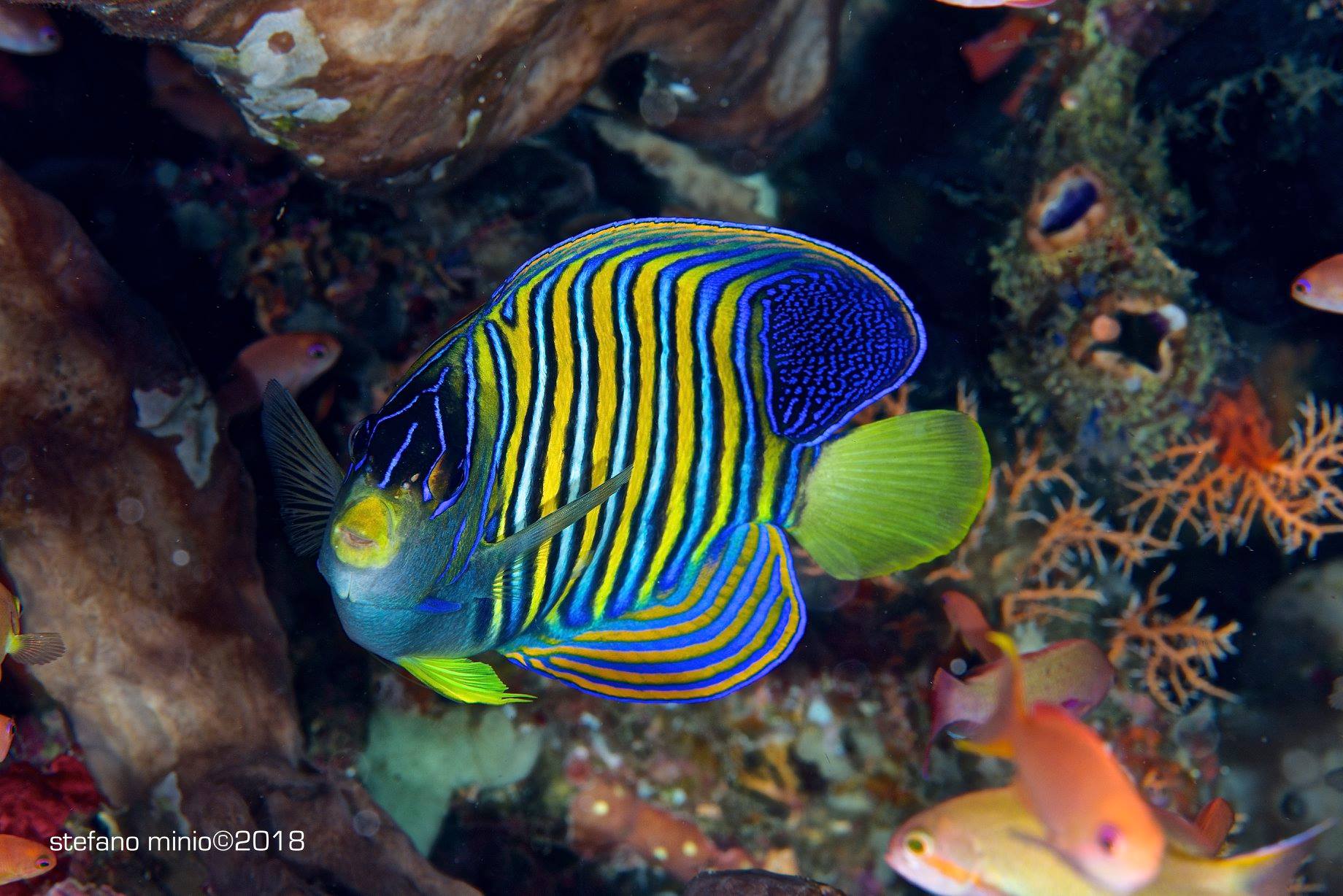 Royal angelfish in Halmahera