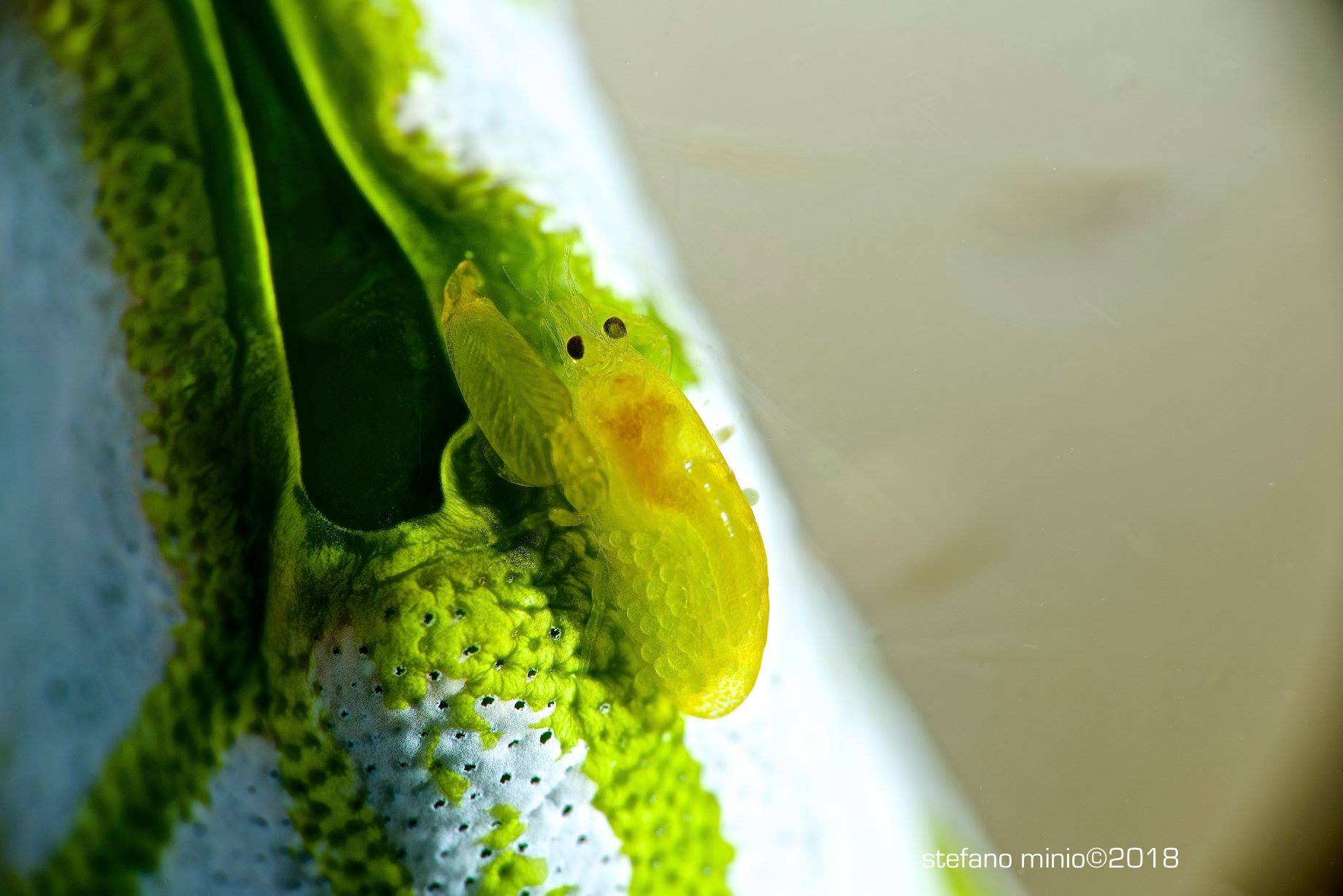 Shrimp mimics tunicate in Halmahera