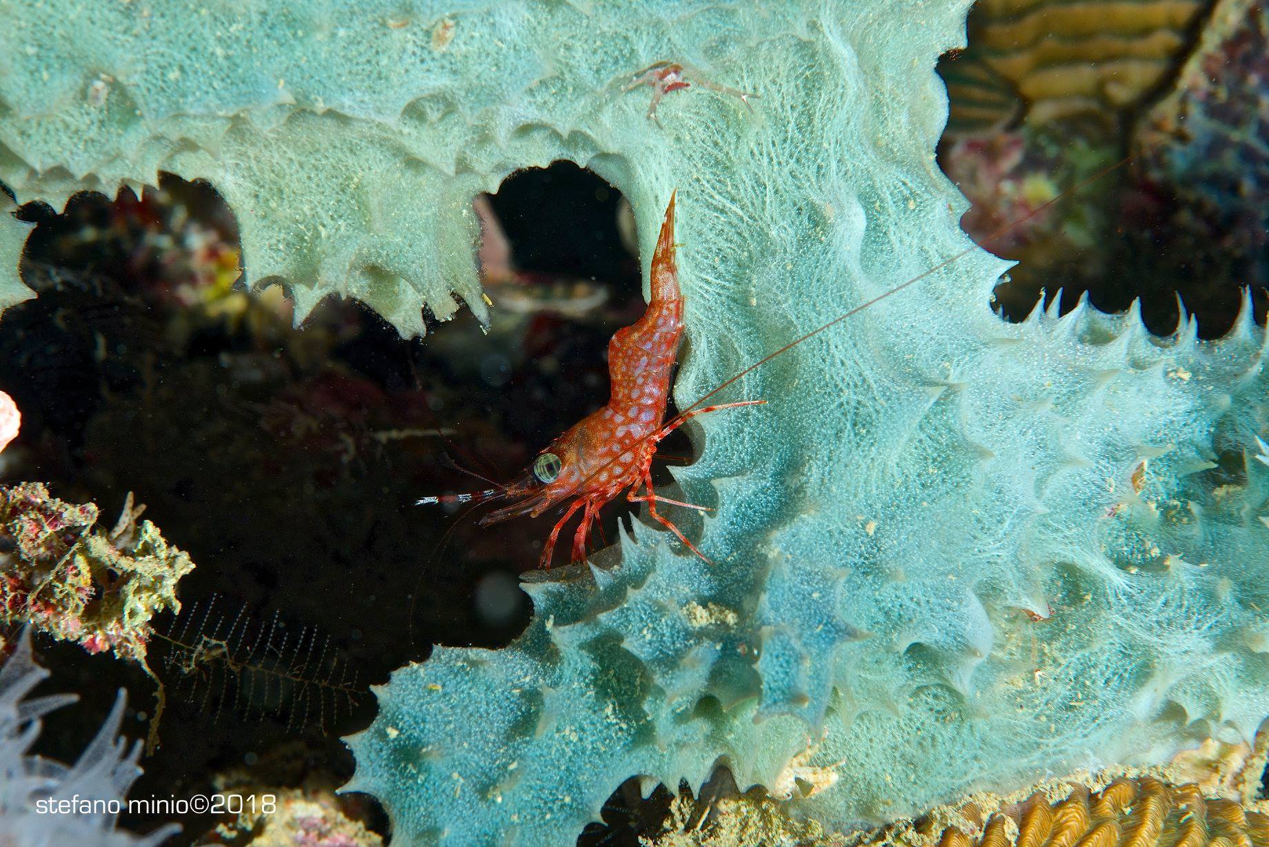 Cinetorhynchus reticulates in Halmahera