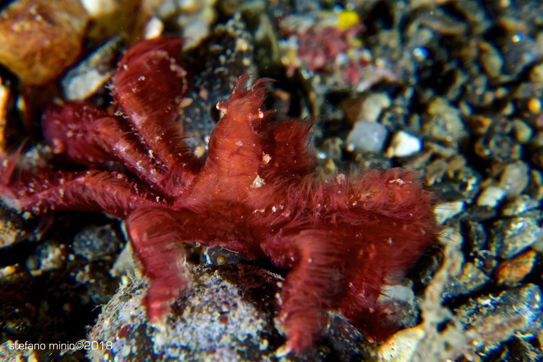 Achaeus japonicus in Halmahera