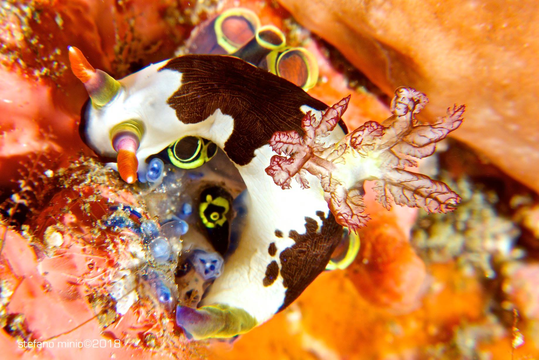 Nembrotha Purpureolineata in Halmahera