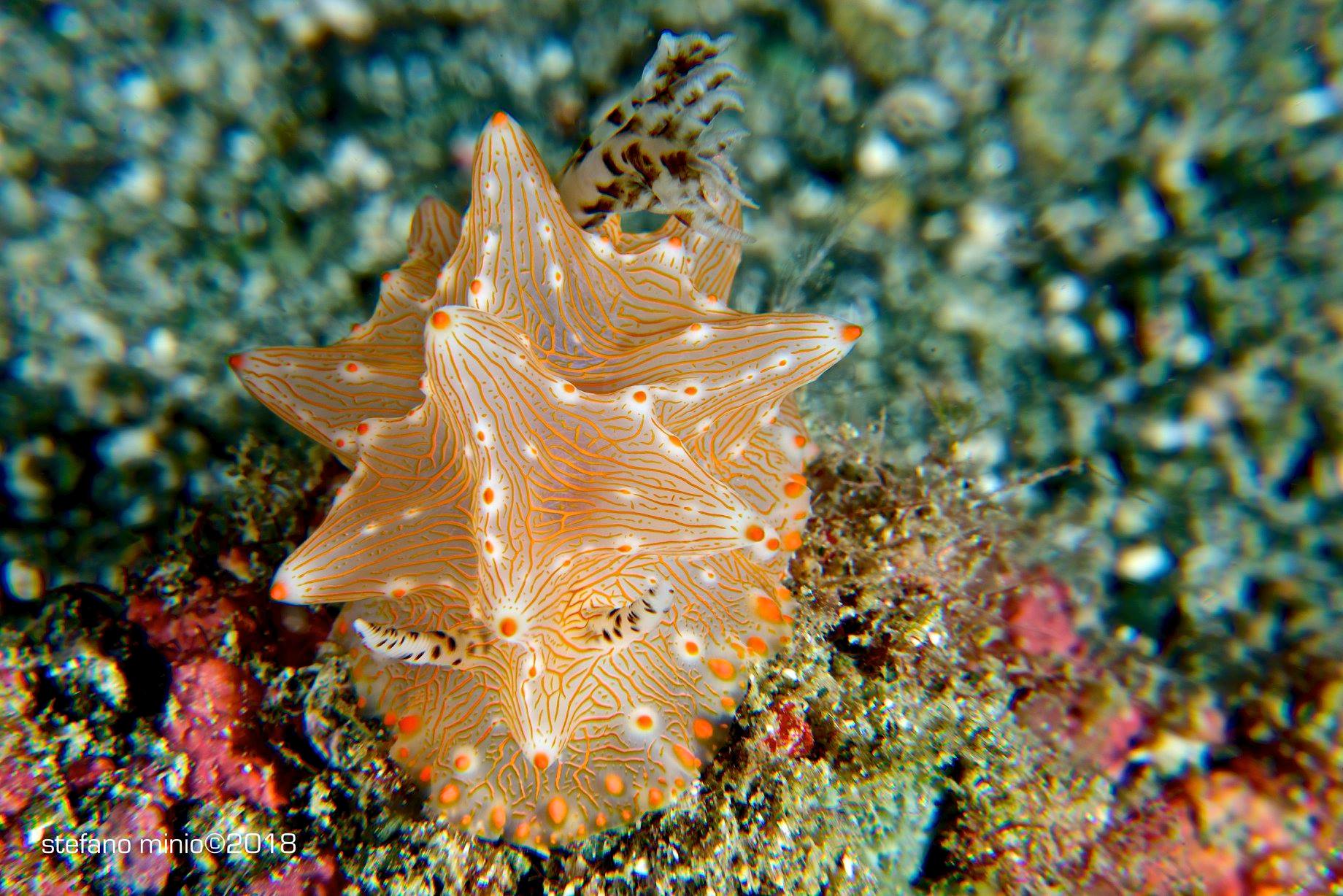 Halgerda nudibranch in Halmahera