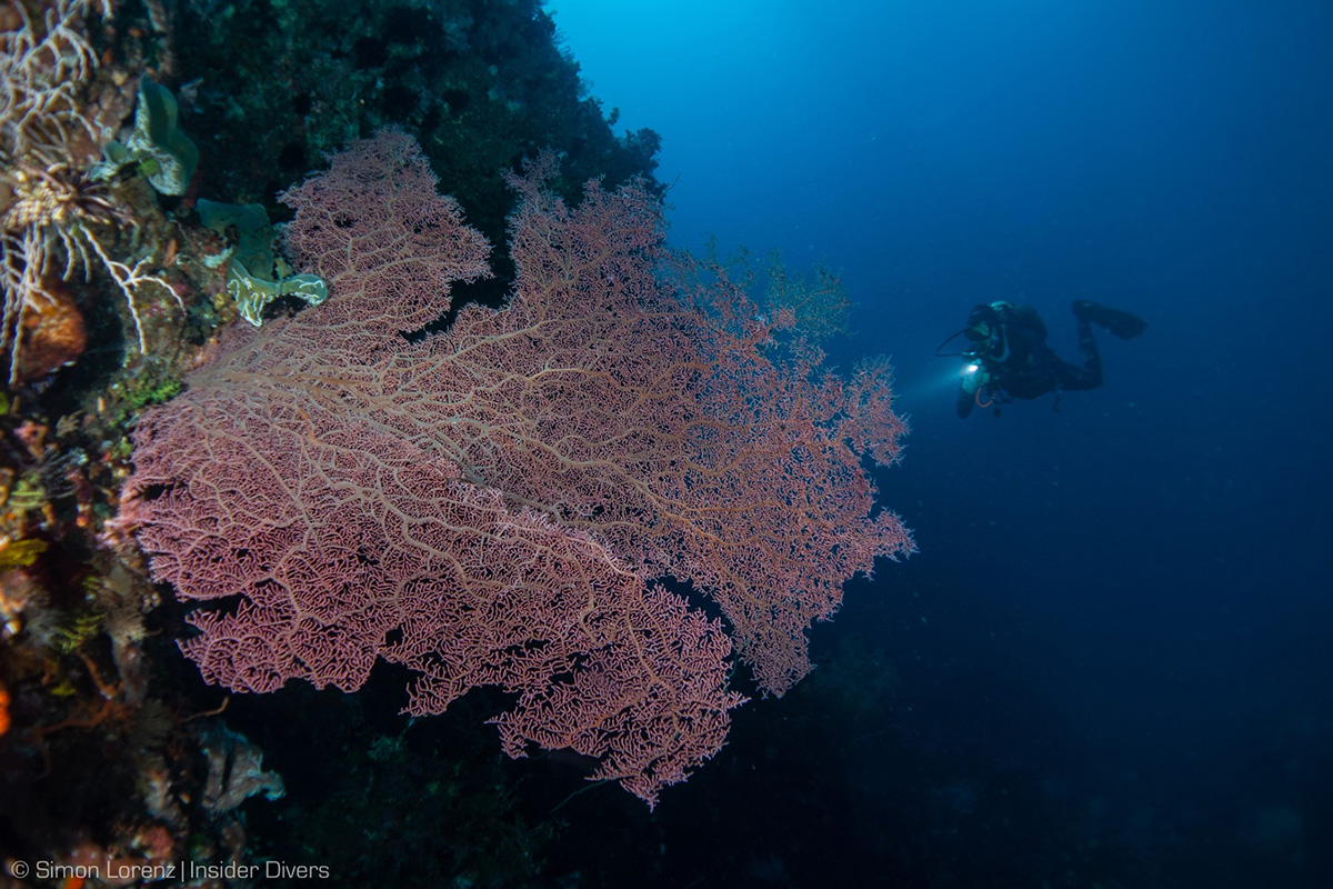 Kalimaya Dive Resort, Nusa Tenggara, Indonesia
