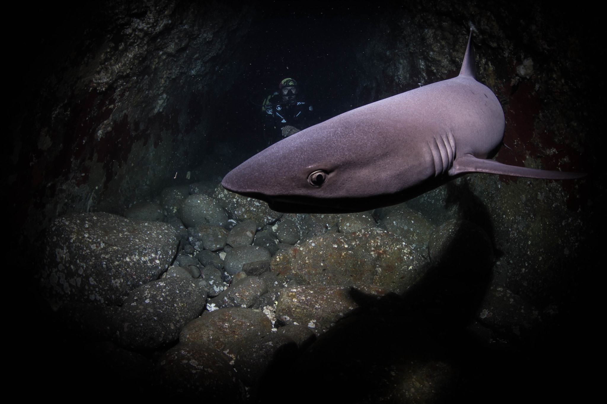 Reef shark at Kalimaya Dive Resort
