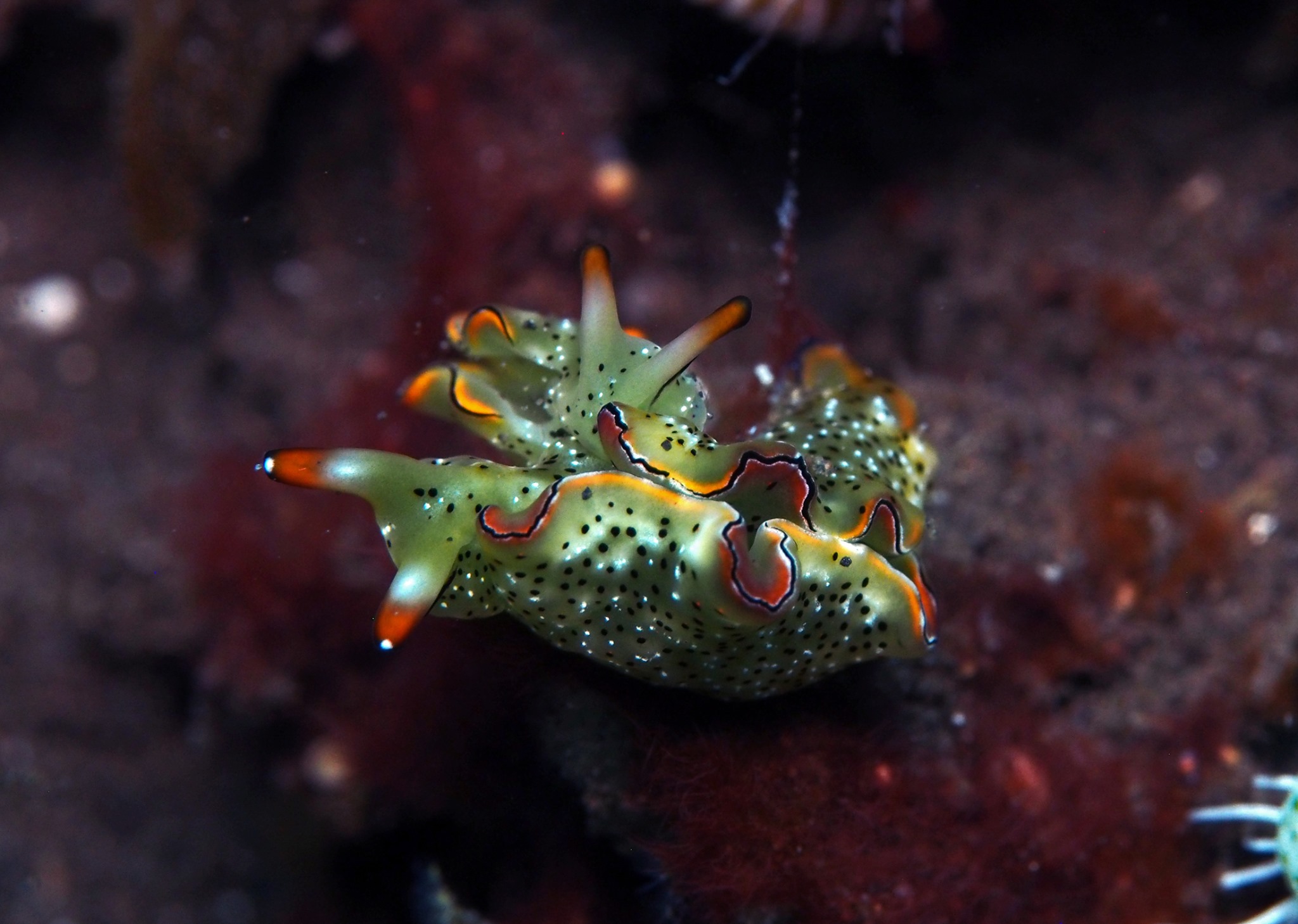 Sea slug at Kalimaya Dive Resort
