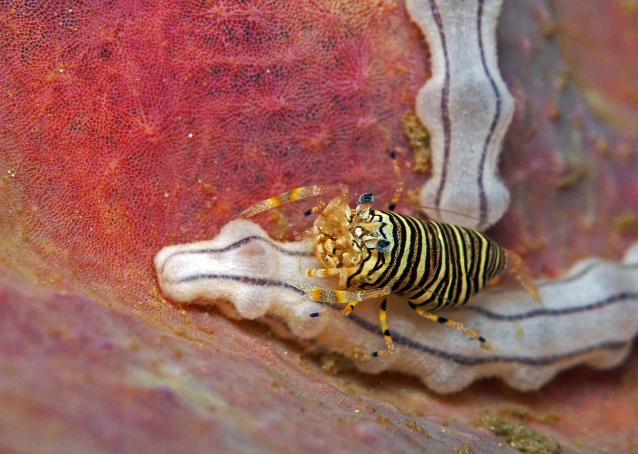 Bubble bee shrimp at Kalimaya Dive Resort
