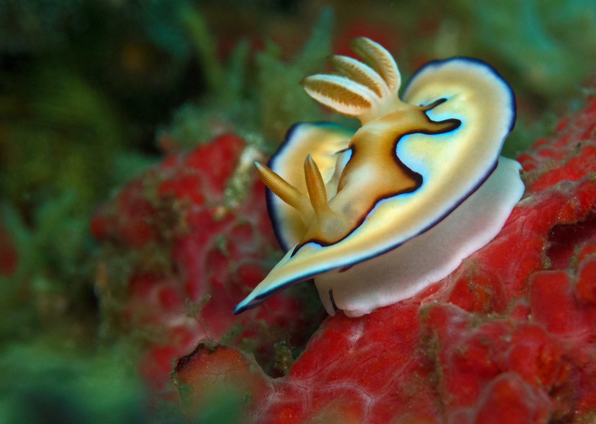 Goniobranchus coi at Kalimaya Dive Resort
