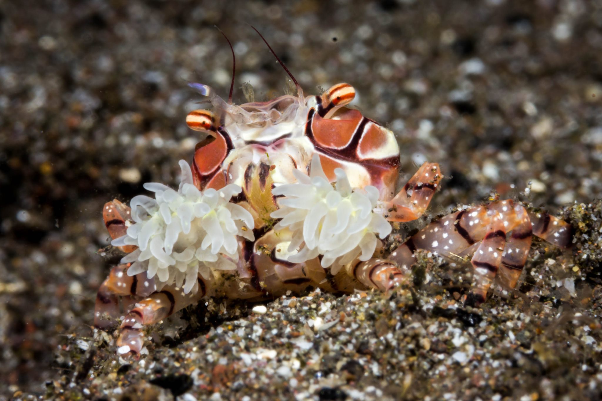 Boxer crab at Kalimaya Dive Resort

