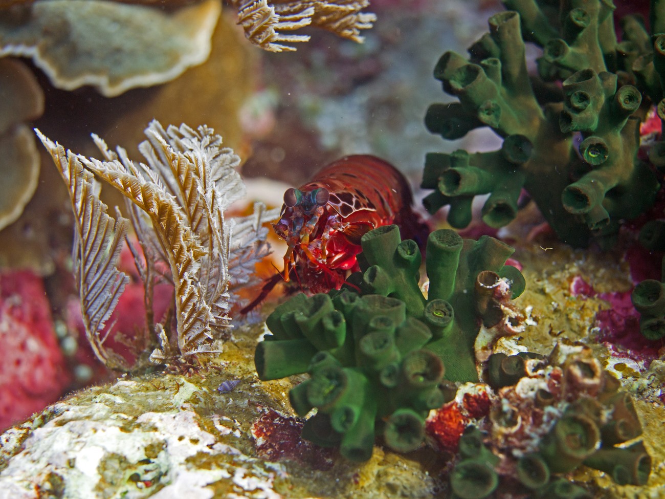 Mantis shrimp at Kalimaya Dive Resort
