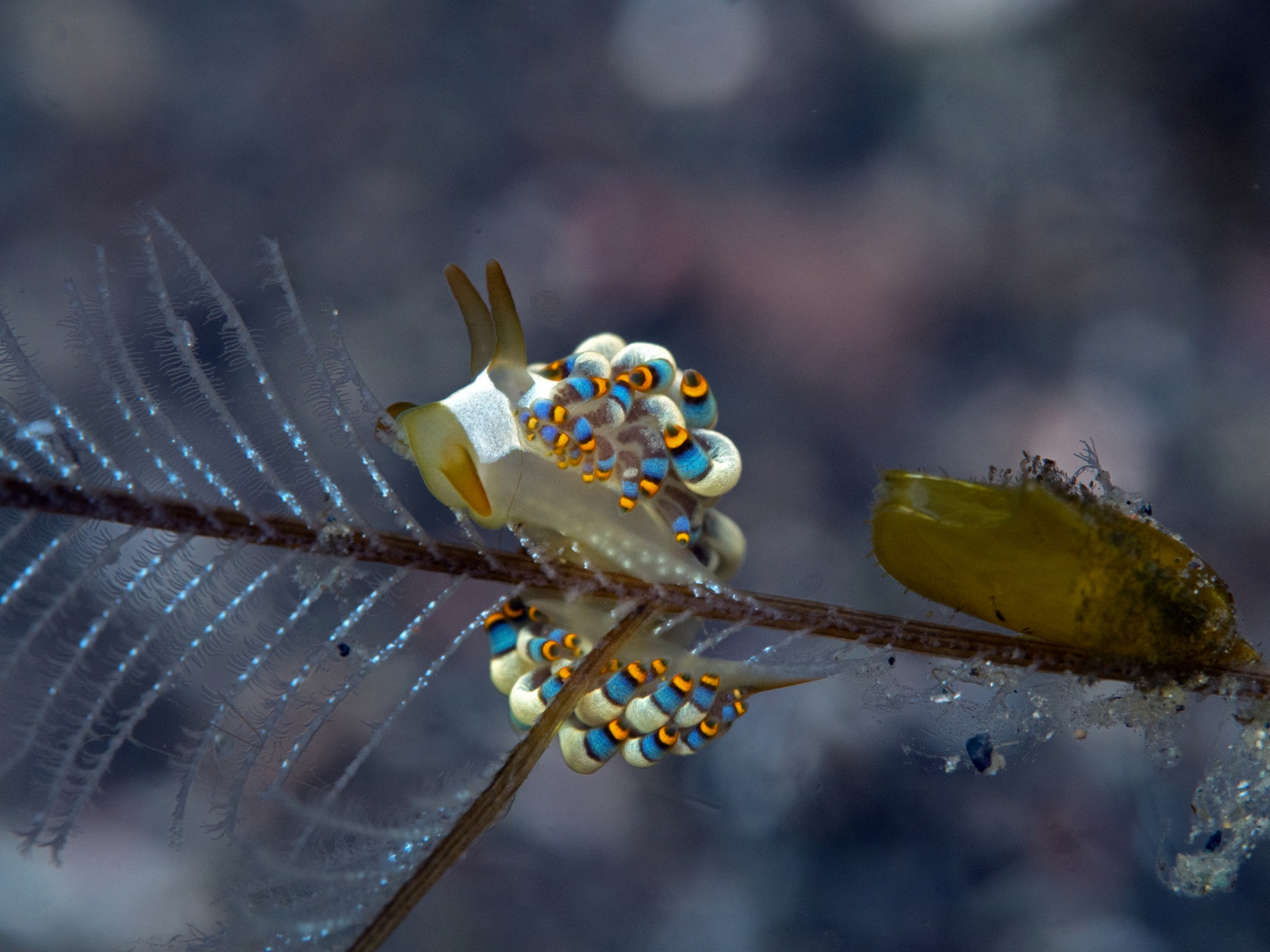 Trinchesia yamasui at Kalimaya Dive Resort
