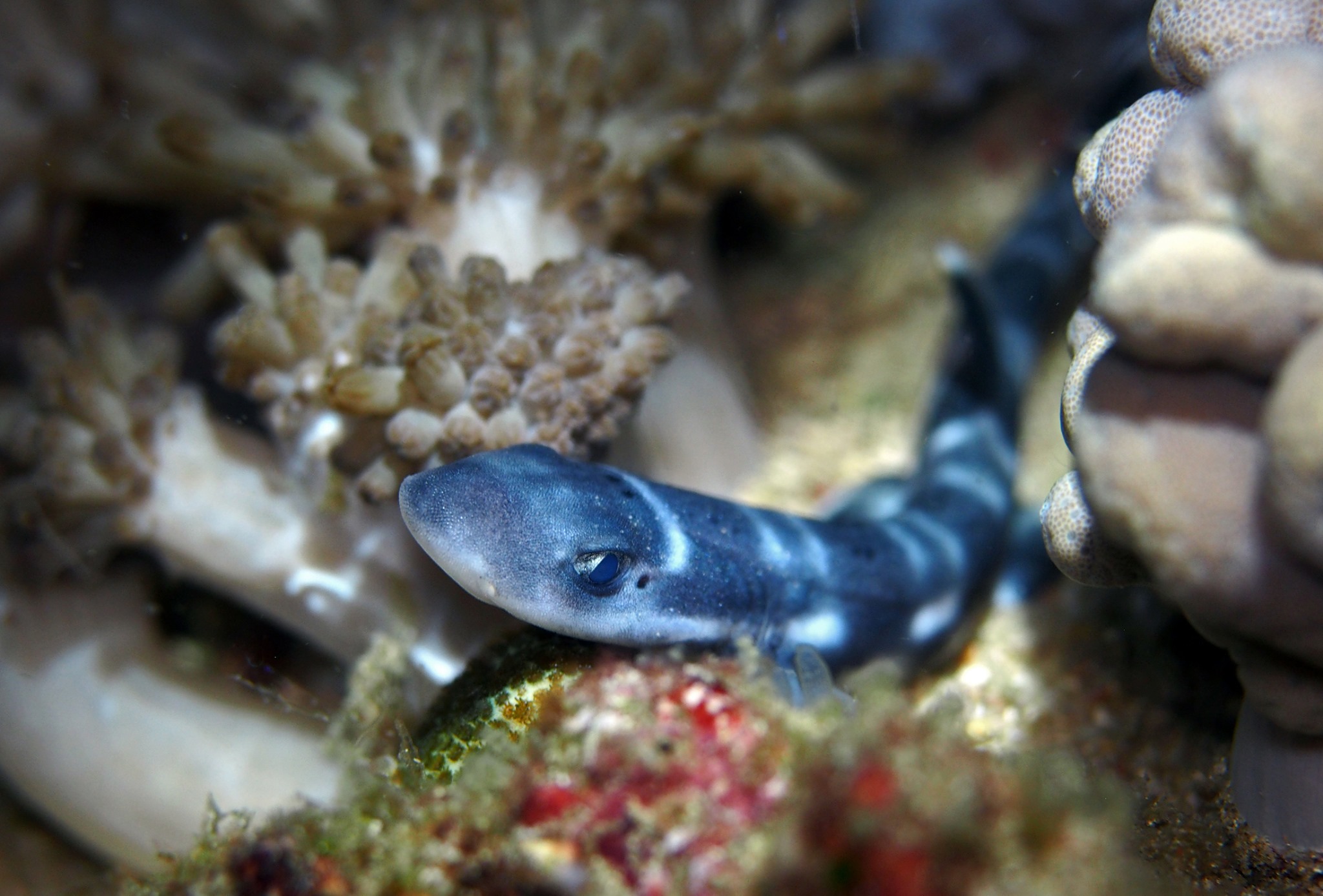 Kalimaya Dive Resort: banded bamboo shark
Banded bamboo shark at Kalimaya Dive Resort
