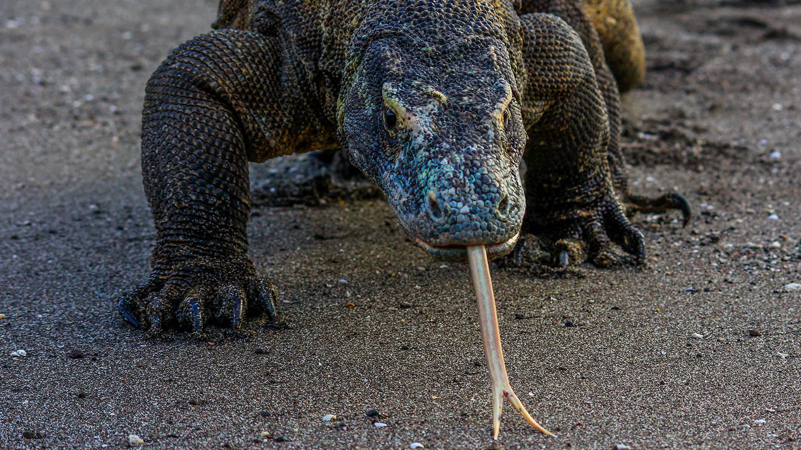 Komodo dragon on the beach in south Komodo