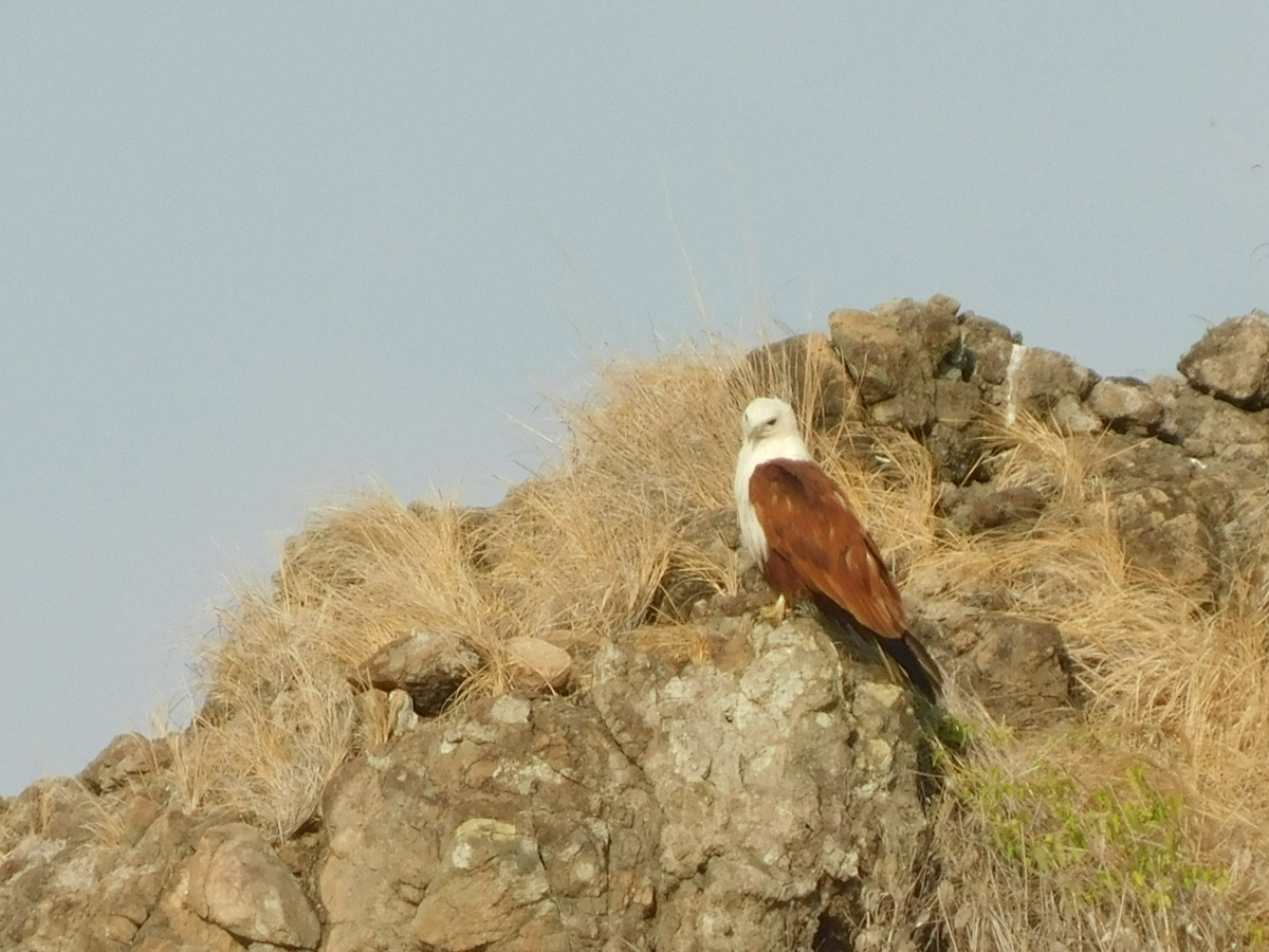 Sea eagle nest in Komodo