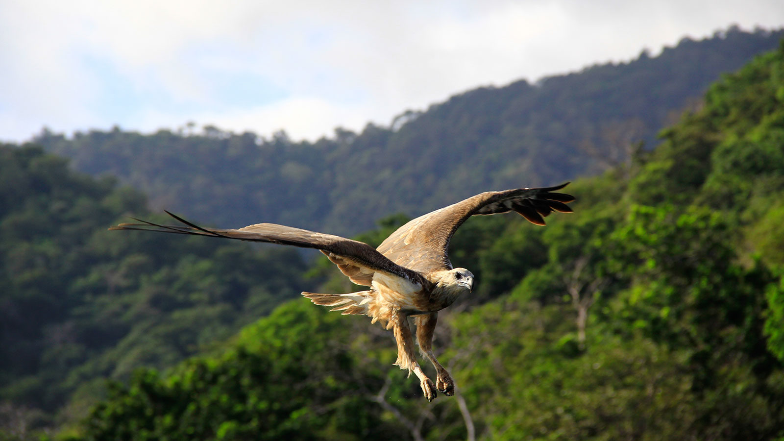 Komodo’s sea eagle