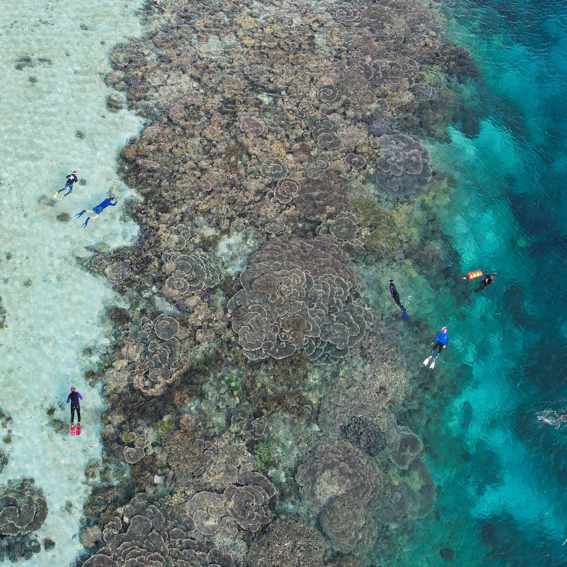 Snorkeling at house reef of Komodo Resort
