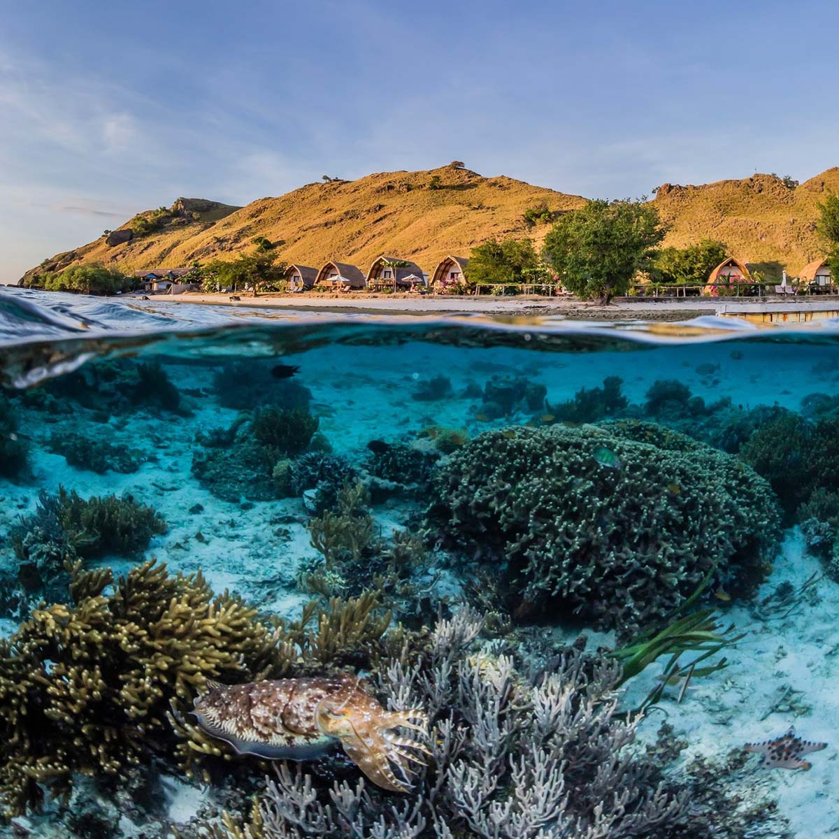 House reef at Komodo Resort
