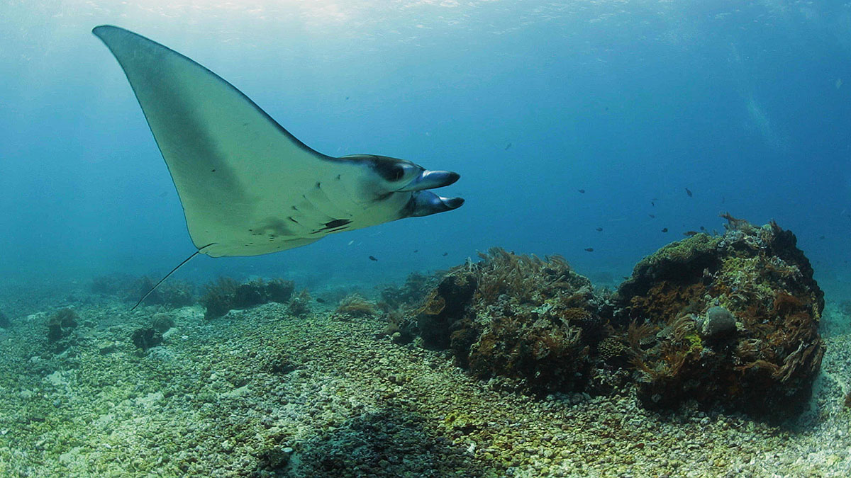 Manta point excursion at Komodo Resort
