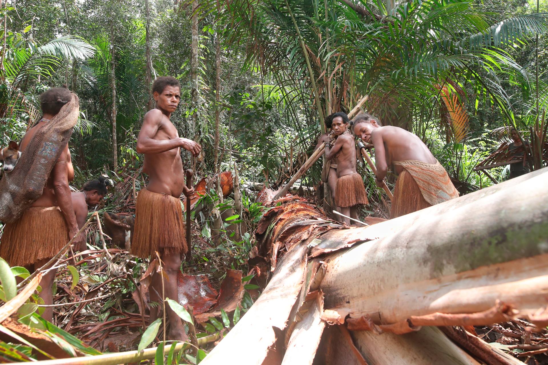 Korowai gatherers
