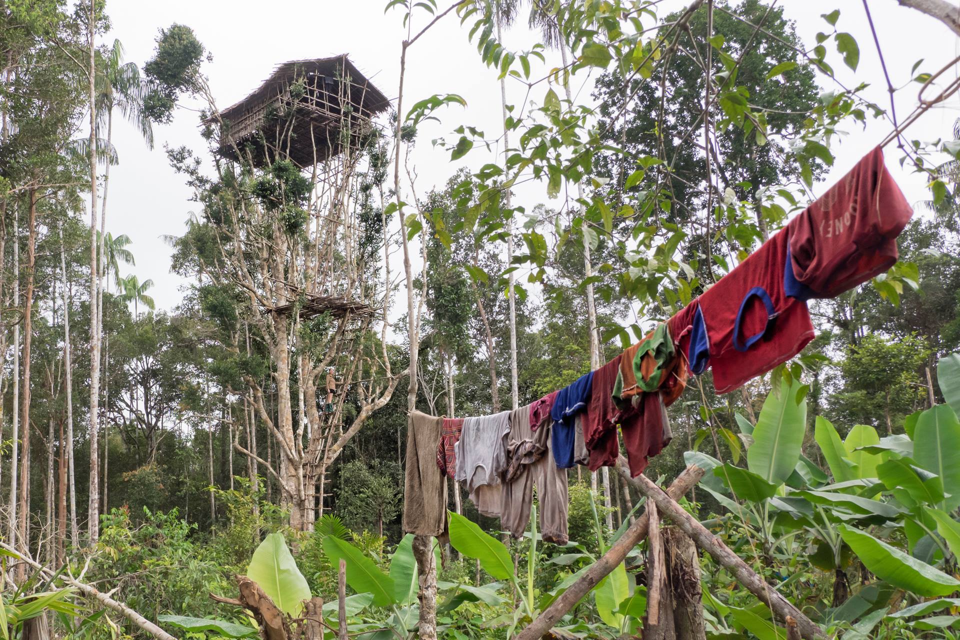 Korowai house in the trees