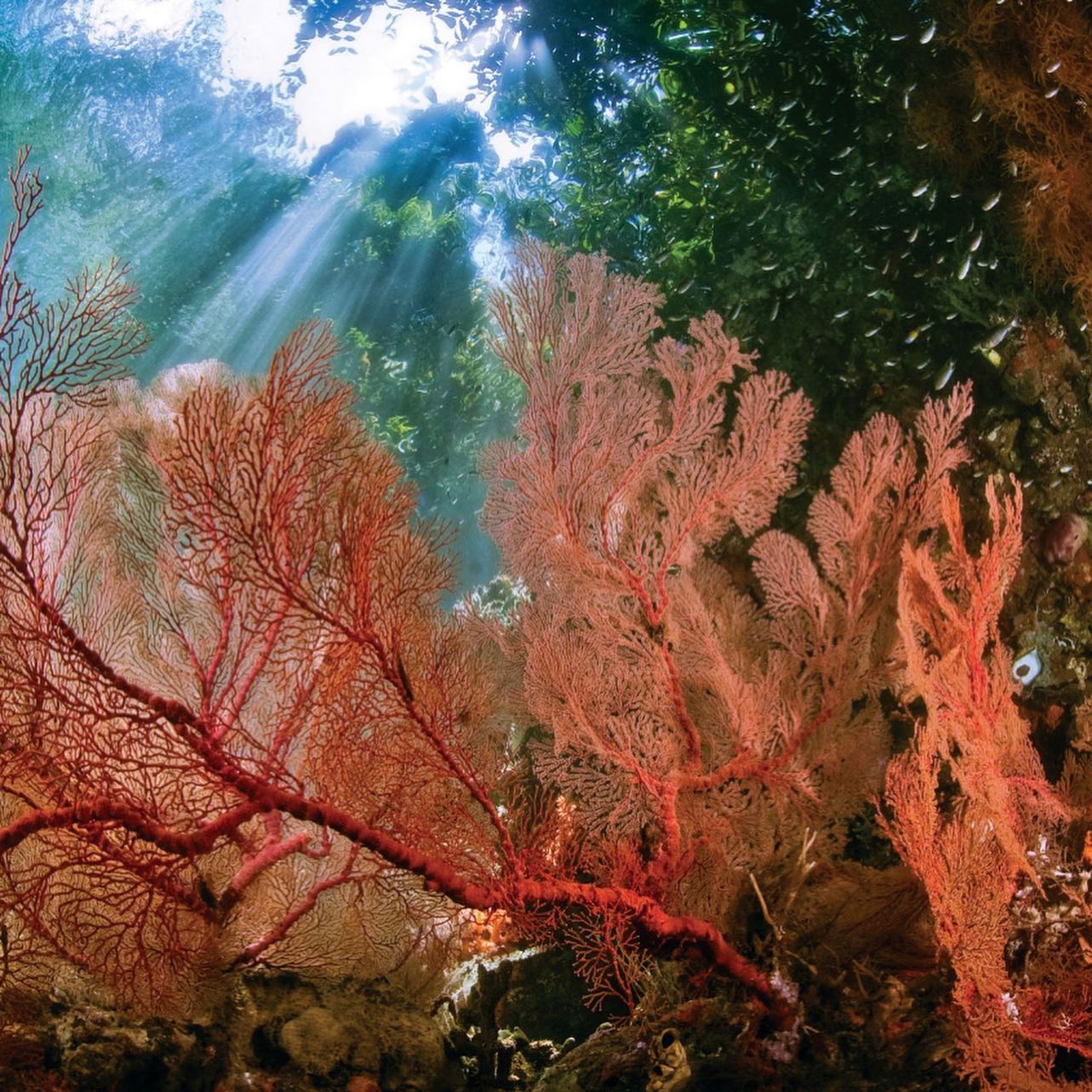 Sea fan at Kri Resort and Sorido Resort
