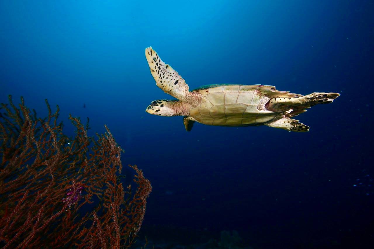 Sea Turtle at Kri Resort and Sorido Resort
