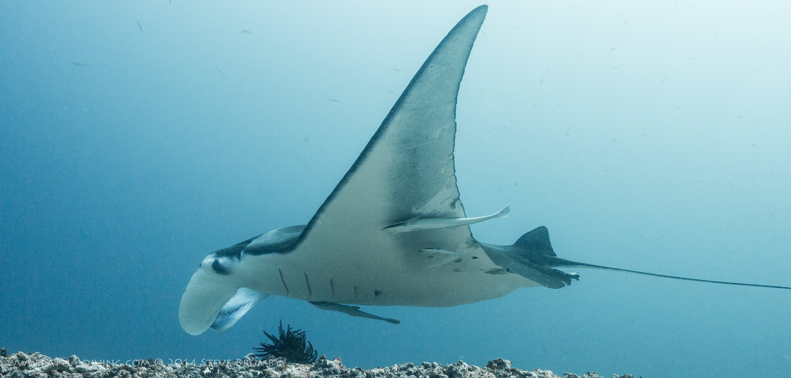 Oceanic manta at Kri Resort and Sorido Resort
