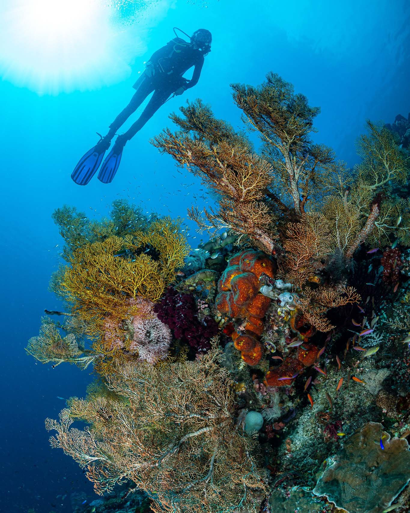 Scuba diving at Kri Resort and Sorido Resort
