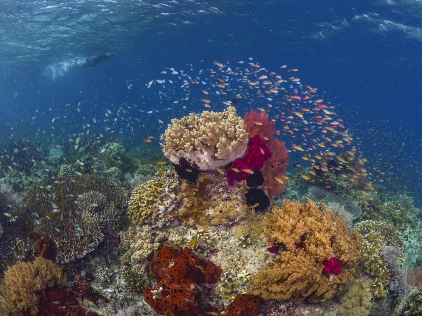 Scuba diving in the house reef of Kusu Resort
