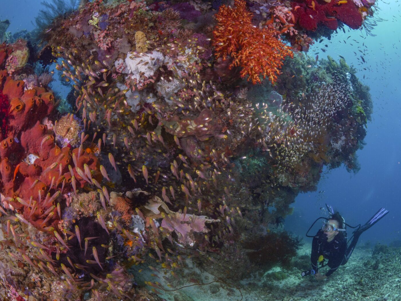 Scuba diving in the house reef of Kusu Resort
