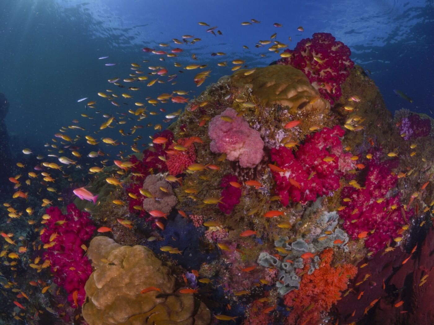 Scuba diving in the house reef of Kusu Resort
