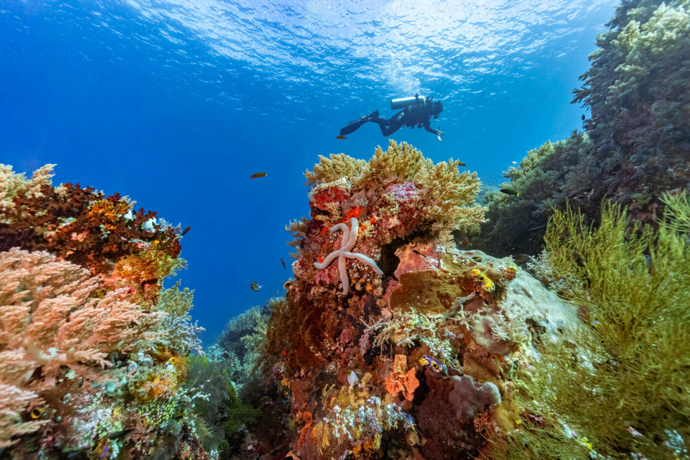 Scuba diving in the house reef of Kusu Resort
