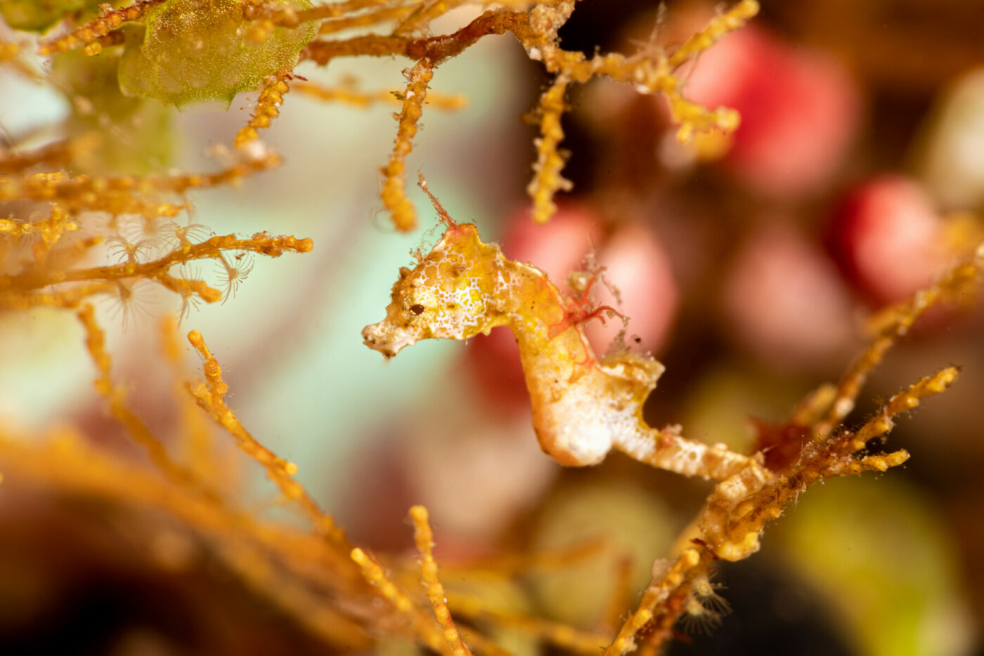 Pygmy seahorse at Kusu Resort
