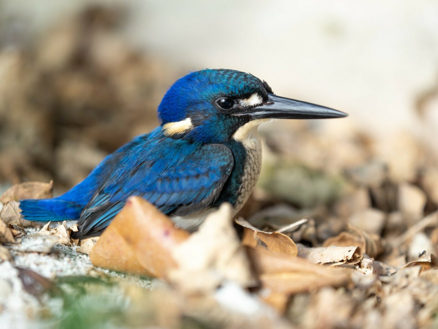 Bird watching at Kusu Resort, Halmahera, Indonesia
