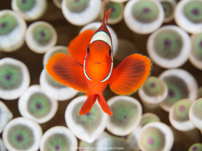 Dive cruises in Indonesia with Mermaid Liveaboard
