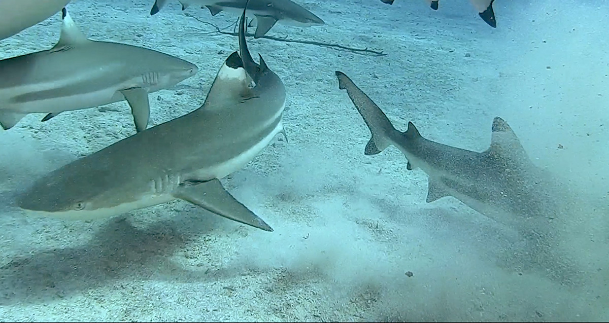 Blacktip dive point at Metita Resort
