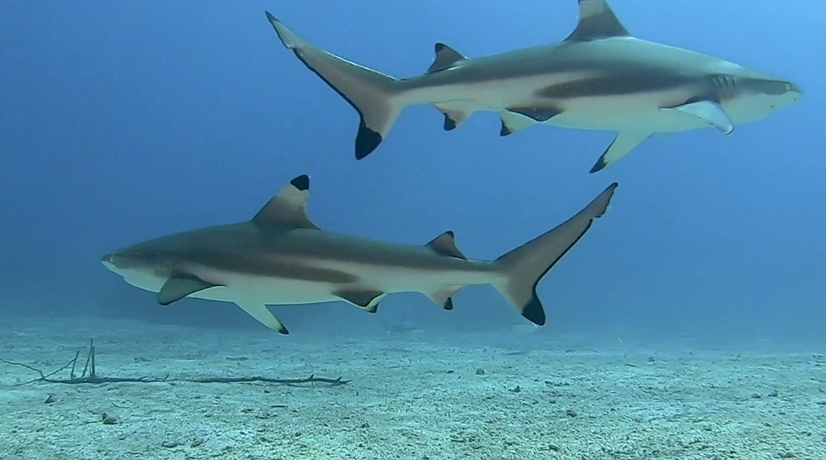 Diving with sharks at Metita Resort
